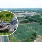 Referencial. El caimán fue encontrado en la avenida Paseo del Parque.