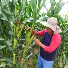 El trabajo de control del maíz en las granjas de la zona de Colonche.