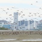 Situación. En diferentes épocas del año ha sido visible que decenas de aves se posan en zonas cercanas al aeropuerto.