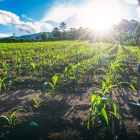 Cultivo. Un agricultor observa que este año tendrá una buena cosecha de maíz.