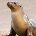 El león marino Leo, protagonista del documental de Disney+ "Leones Marinos de las Galápagos", lucha por encontrar su lugar en un mundo lleno de desafíos naturales.