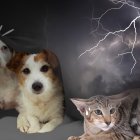 Los animales de compañía son sensibles ante el ruido de los truenos.