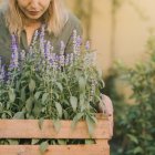 La salvia tiene múltiples beneficios