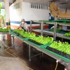 El banano ecuatoriano ingresará con el 10 % de arancel a EE.UU.