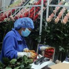 Las flores que pagan el 6,80 % de arancel, ahora pagarán el 16,8 %.