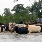 Ganaderos bolivianos pasean su rebaño en medio de las inundaciones causadas por las inmensas lluvias que azotan el país.