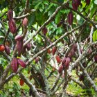 El cacao ecuatoriano ingresará a Estados Unidos con el 10 % de arancel.
