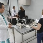 El director de Pro Animal atendió a EXPRESO y explicó las necesidades en la dirección del Municipio