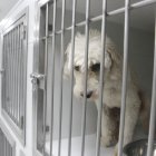 Rescates. Los perros que son rescatados se mantienen durante un tiempo enjaulados hasta que logren tener la documentación completa y poder ser puestos en adopción.