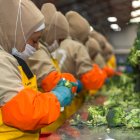 El brócoli, que hoy paga un arancel del 14,9%, ahora empezará a pagar un 24,9 %.