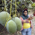 La industria del mango es de las más afectadas por el nuevo arancel global de EE.UU.