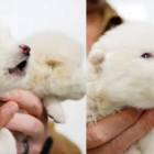 Primero cachorros de lobos terribles.