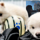 Rómulo y Remo, los primeros lobos terribles “resucitados” por ingeniería genética.