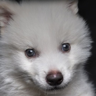 Cachorro de lobo terrible.