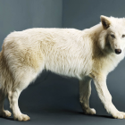 Reviven al “Lobo Terrible” tras 10.000 años extinto.