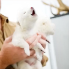 El lobo terrible ha vuelto en un sorprendente logro científico.