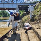 Los trabajos que se hacen para limpiar la área afectada por el derrame de petróleo en Esmeraldas.