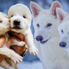 No son lobos extintos traídos de vuelta, sino lobos grises modificados genéticamente para parecerse a los legendarios huargos.