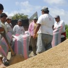 Un grupo de agricultores trabajan en la cosecha del arroz.