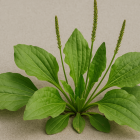 El Llantén, la planta ´Curalotodo´, tiene muchos beneficios para el bienestar del cuerpo