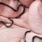 Tres individuos vivos en la mano de un investigador para mostrar su tamaño.