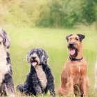 Existen estudios que revelan la edad promedio que vivirá cada perro, según su raza.