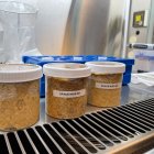 Muestra de tres tipos de miso tras la fermentación.