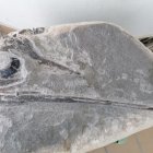 Este ejemplar, datado en más de 190 millones de años (Jurásico inferior), ha sido denominado Gadusaurus aqualignues