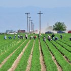 Los trabajadores agrícolas trabajan en los campos al sur de Bakersfield, en el granero del condado de Kern, California, el 9 de abril de 2025.