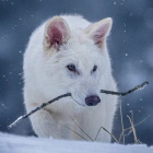 Cachorros de lobo gigante, como este, son un avance genético, no una especie revivida, dice el experto