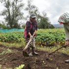 Agricultura. Mujeres que trabajan labrando la tierra.