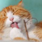 Un gato evita el agua, un comportamiento típico y con argumentos, explicado por expertos