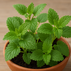 Hojas de toronjil una planta medicinal que apoya la salud hepática al reducir la grasa acumulada y proteger el hígado