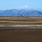 Imagen del pasto salado (Sal grass) en el delta del Río Colorado, Valle de Mexicali, Baja California, México, captada el 4 de abril de 2025.