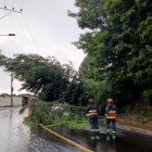 En los sectores de La Armenia, Guápulo, Guangopolo y Llano Chico se reportaron  caída de árboles