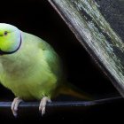 Fotografía de archivo de un ejemplar de cotorra de Kramer.EFE/Nic Bothma