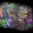 Un subconjunto de más de mil de las neuronas reconstruidas en el proyecto MICrONS. Cada una tiene un color aleatorio diferente en esta representación simbólica de lo que constituye el conjunto de datos.