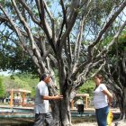 CAIDA DE ARBOL EN BELLAVISTA 10/4/2025