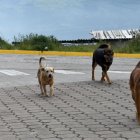 "Haz tu parte, recoge su arte”: Municipio de Quito llama a dueños de mascotas a actuar con responsabilidad