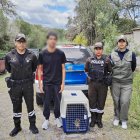 Un ciudadano fue aprehendido por presunta implicación en este delito ambiental; el espécimen rescatado recibe atención especializada.