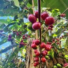 Según el INEC, Ecuador tiene una superficie cultivada de 30.314 hectáreas de café. Más de 3.000 están en Loja.