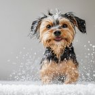 ¿Con qué frecuencia hay que bañar a las mascotas?