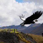 El cóndor Valentino fue liberado tras 65 de que fue rescatado en la zona alta de Soldados, en la capital azuaya.