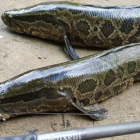 Pez cabeza de serpiente.