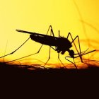 Foto referencial de mosquito que provoca fiebre amarilla