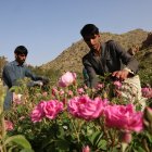 Trabajadores extranjeros cosechan rosas Damascenas (Damasco), utilizadas para producir agua y aceite de rosas, en una granja de Taif, ciudad occidental de Arabia Saudita.