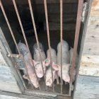 Los cerditos estaban en condiciones de hacinamiento e insalubres.