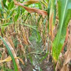 Uno de los cultivos afectados por hongos en la provincia de Los Ríos.