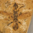 Reconstrucción paleoartística de la nueva especie, basada en el fósil y en una especie pariente cercana hallada en ámbar de Myanmar