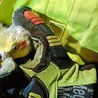 El rescate del lorito Cristian en Carapungo, norte de Quito, enterneció a los usuarios de redes sociales.